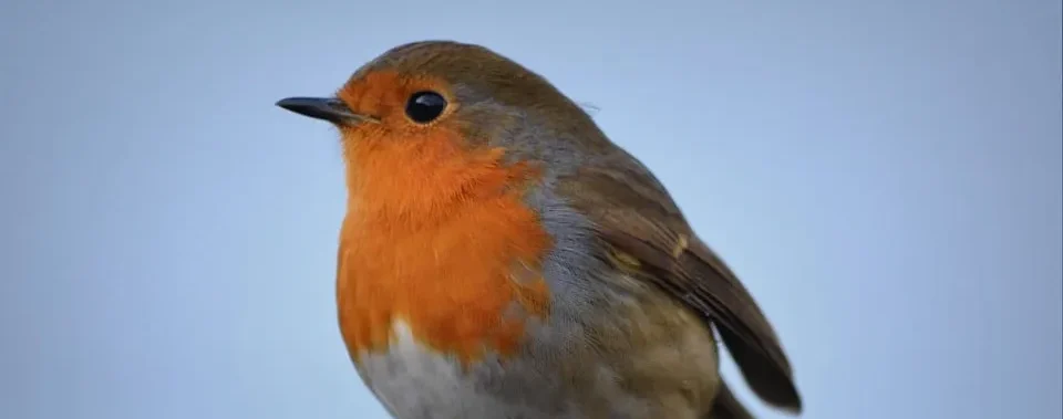 roodborstje-ben-kerkckx-pixabay